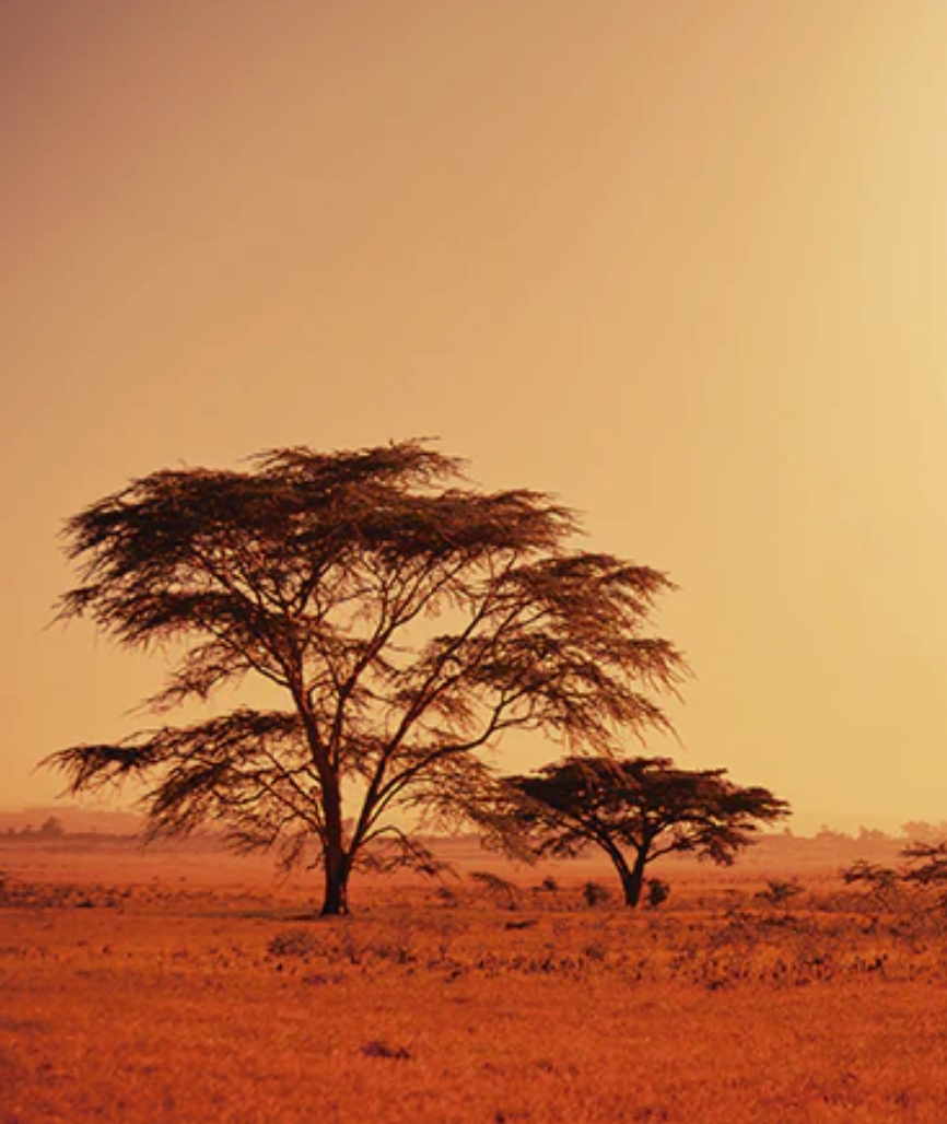 Rituales que incluye: